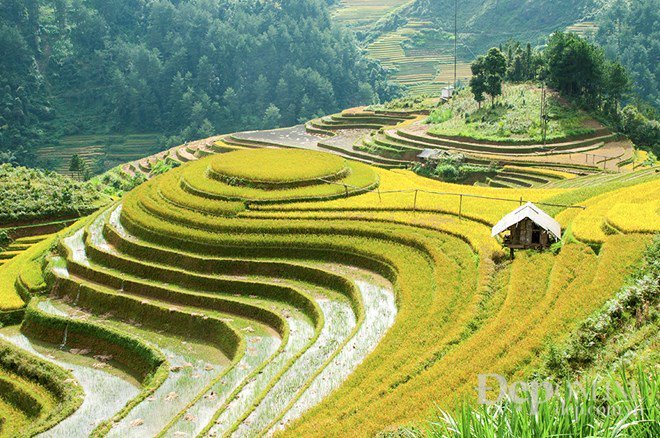 UNDPVietNam's tweet photo. #HarvestingTime #TerracedRiceField in the Northwestern region of #VietNam https://t.co/YDbxb4qPcg https://t.co/KcDWOSnxPX