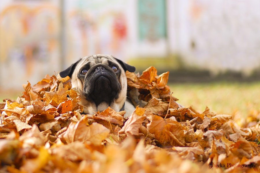 makenzie__smith's tweet photo. FALL AND PUGS WOOOO https://t.co/C2CRifPfeU