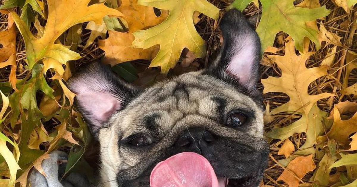 makenzie__smith's tweet photo. FALL AND PUGS WOOOO https://t.co/C2CRifPfeU