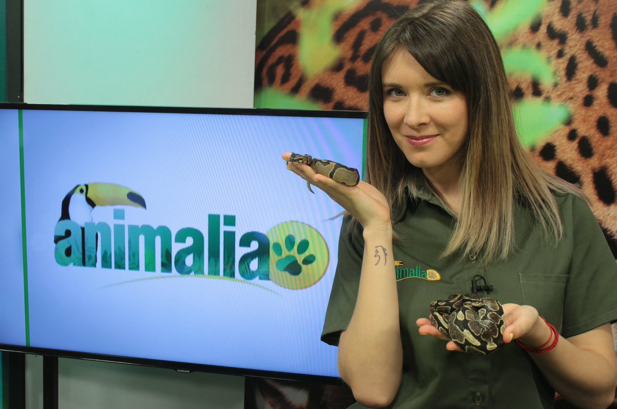 tvanimalia's tweet photo. ¿Les gustó el capítulo de hoy? Cuéntanos que te pareció 😄🐍🐾 https://t.co/ZI1rafb9ra
