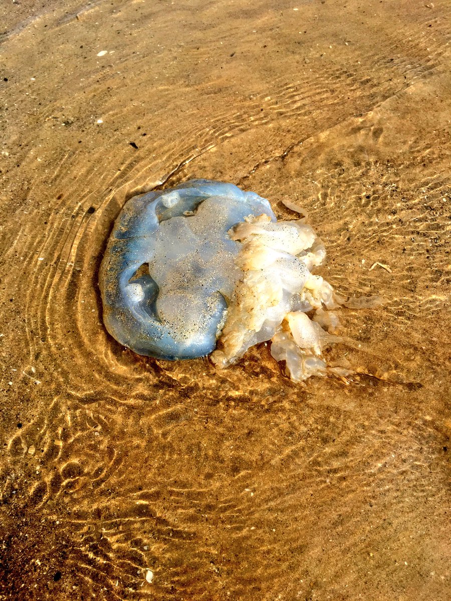 CachPurnell's tweet photo. Jelly 🐠 https://t.co/FhyFbMQEhD