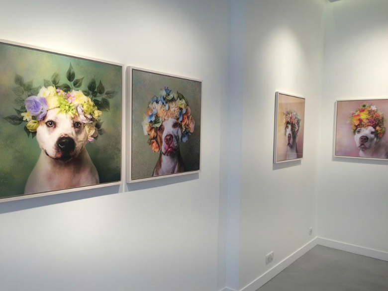 Thisdogslifeco's tweet image. Famous ‘Flower Power’ Series Gets Its First Ever Solo Show in the U.S. cc: @SophieGamand thisdogslife.co/famous-flower-…