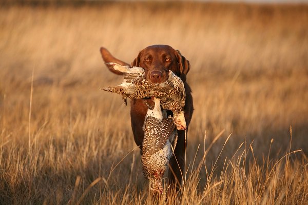 ducanada's tweet photo. Love upland #hunting as much as waterfowl? Read "Sleep in for #Sharptails" https://t.co/NtH2FGoEdd #BirdHunting https://t.co/HVvM8ZPLn7