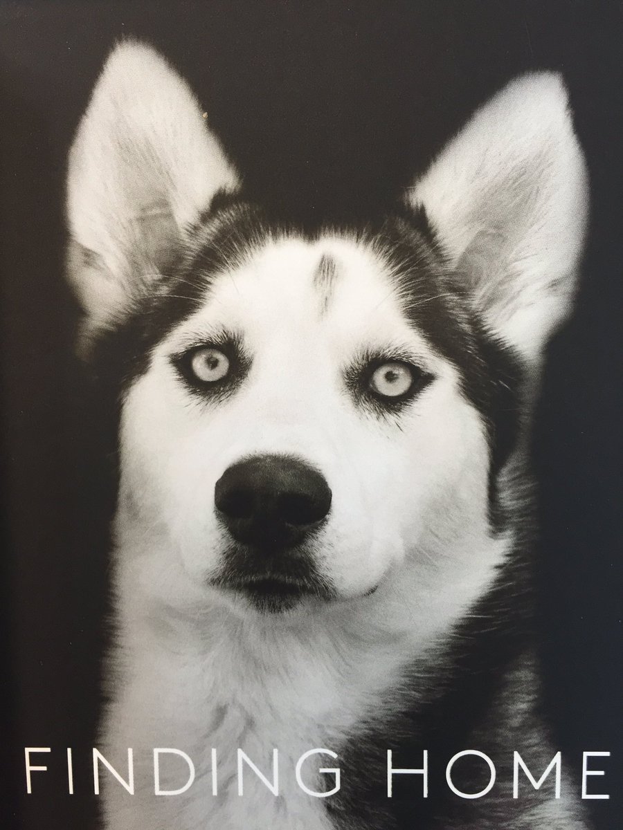 ffeaster's tweet image. Shelter dog portraits @PAPress. Sniff.