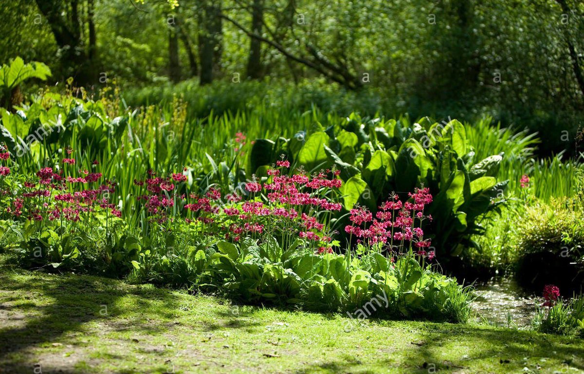 thegardenvsw's tweet photo. As there is a constant demand for plants that will thrive in shade, awkward to satisfy https://t.co/Pwy37ZvJZ0 https://t.co/4h1hVHZBJd