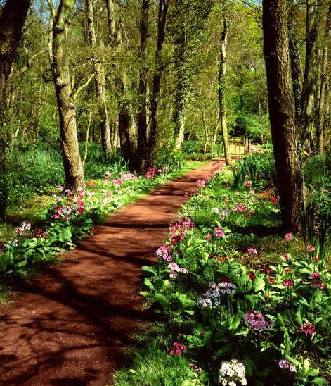 thegardenvsw's tweet photo. As there is a constant demand for plants that will thrive in shade, awkward to satisfy https://t.co/Pwy37ZvJZ0 https://t.co/4h1hVHZBJd