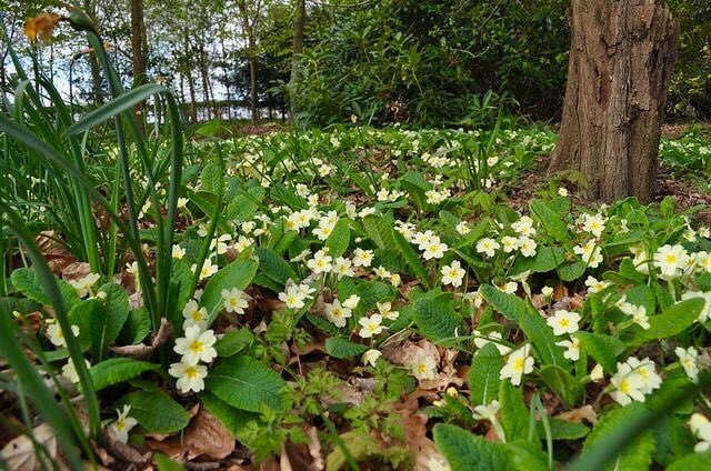 thegardenvsw's tweet photo. As there is a constant demand for plants that will thrive in shade, awkward to satisfy https://t.co/Pwy37ZvJZ0 https://t.co/4h1hVHZBJd