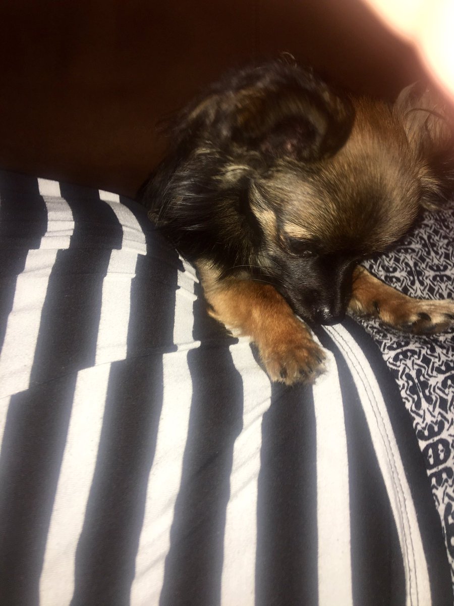 Amanda_ste1's tweet photo. It's been a long day...Cup of tea + PJs+snuggle with the pup https://t.co/72nUG4KOnS
