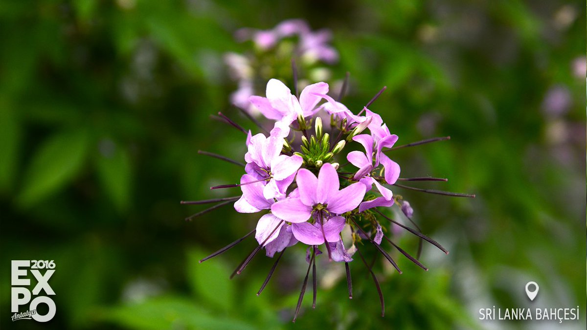 expo2016antalya's tweet image. Sri Lanka Bahçesi EXPO'da ziyaretçilerini bekliyor.

#EXPO2016Antalya
