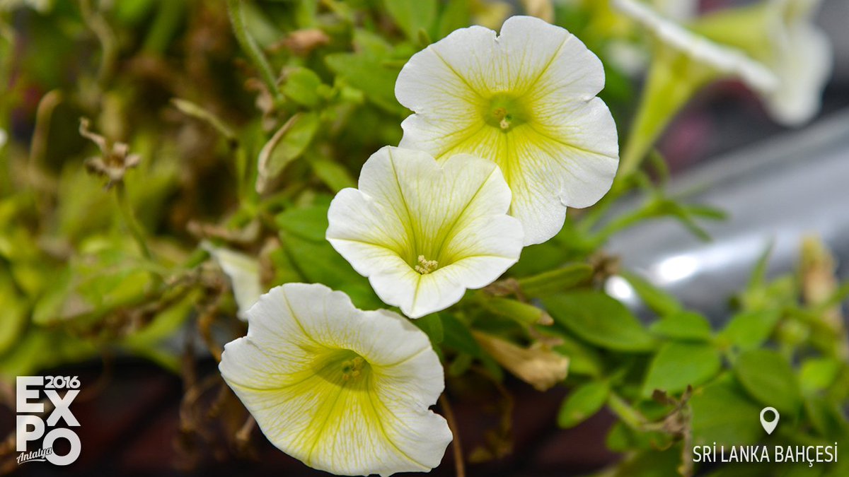 expo2016antalya's tweet image. Sri Lanka Bahçesi EXPO'da ziyaretçilerini bekliyor.

#EXPO2016Antalya