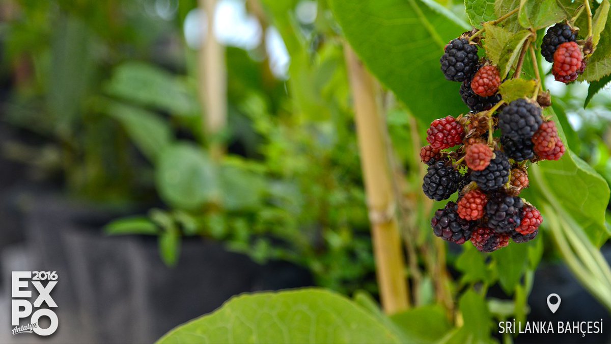 expo2016antalya's tweet image. Sri Lanka Bahçesi EXPO'da ziyaretçilerini bekliyor.

#EXPO2016Antalya