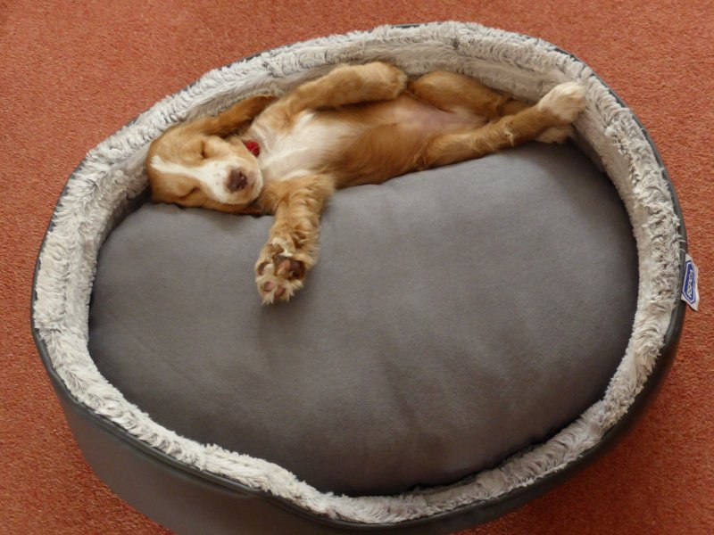 HearingDogs's tweet photo. Hearing dog puppy Jasmine say good night :) https://t.co/Nbd1AlIvsW