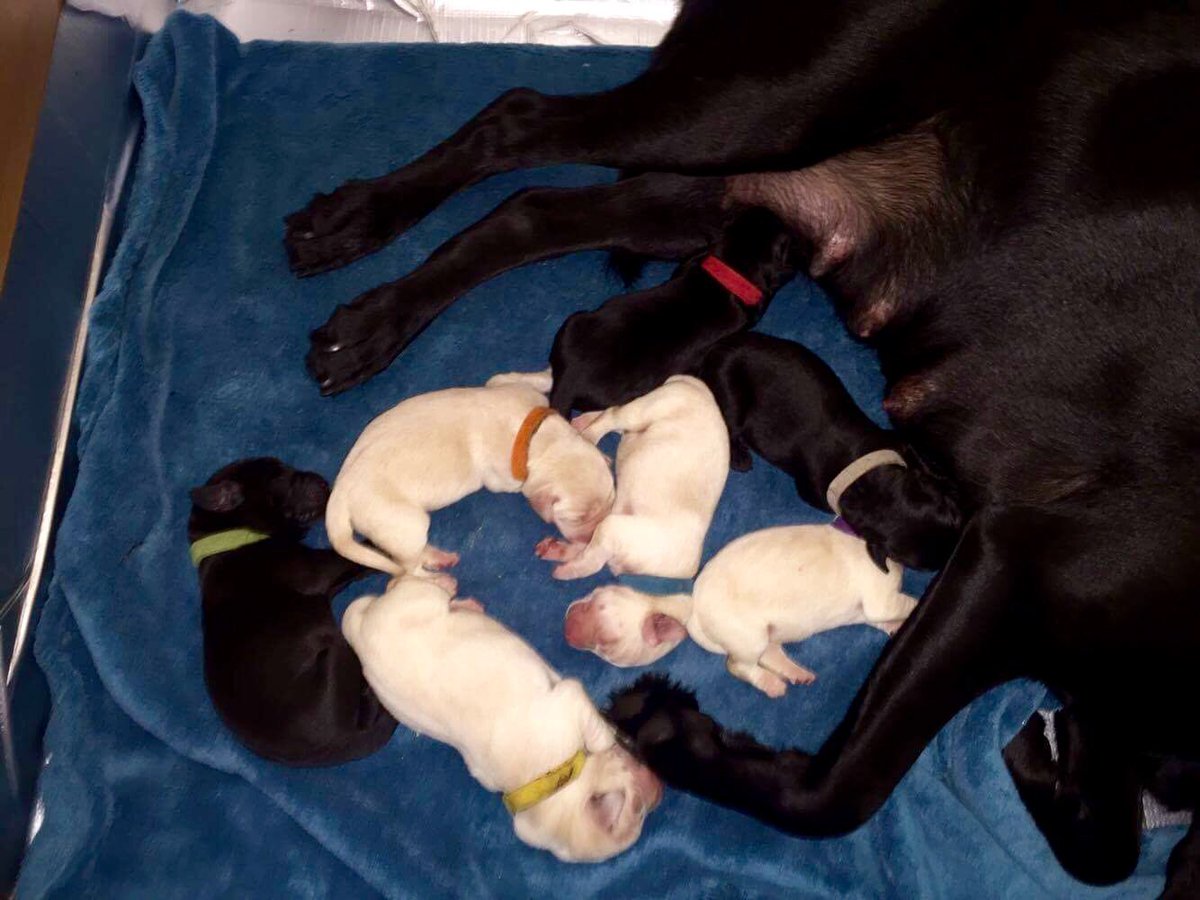 NJP90's tweet photo. @Bungie @DestinyTheGame ROI Puppies 😍 my task as of now juggle 7 puppies and my game time! #Destiny #ironpups https://t.co/76yxlCREsf