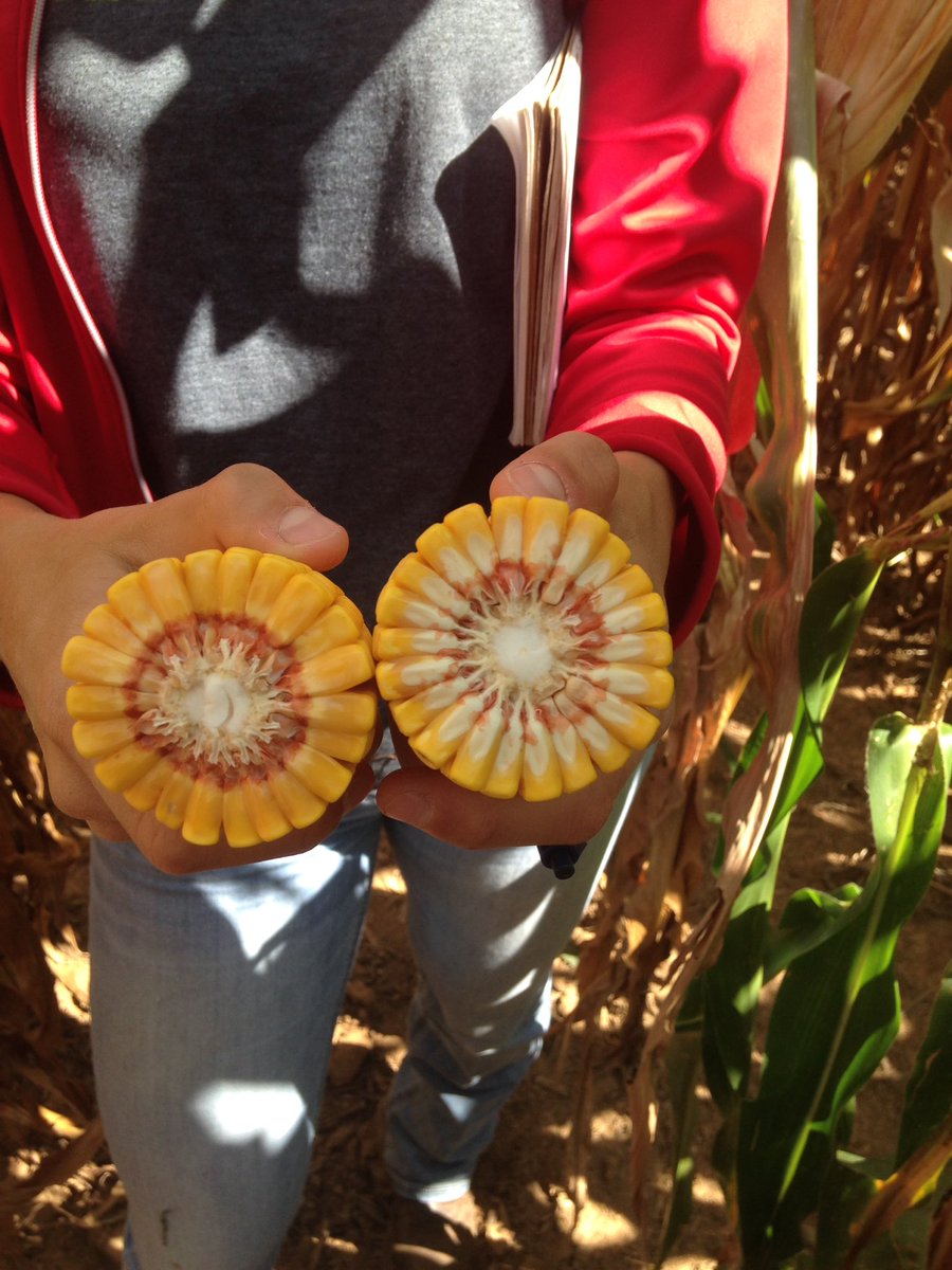 WWPENC's tweet image. 201-28VT2PRIB count em 22 rows around folks #PlacedToPerform #harvest16 @jvalent00 @k_raejohnson