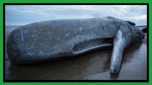 Alex_Verbeek's tweet photo. What Earth’s ‘sixth extinction’ will look like

https://t.co/V8flIZAkXb #biodiversity #wildlife #nature #animals https://t.co/OuEZjmSvOw