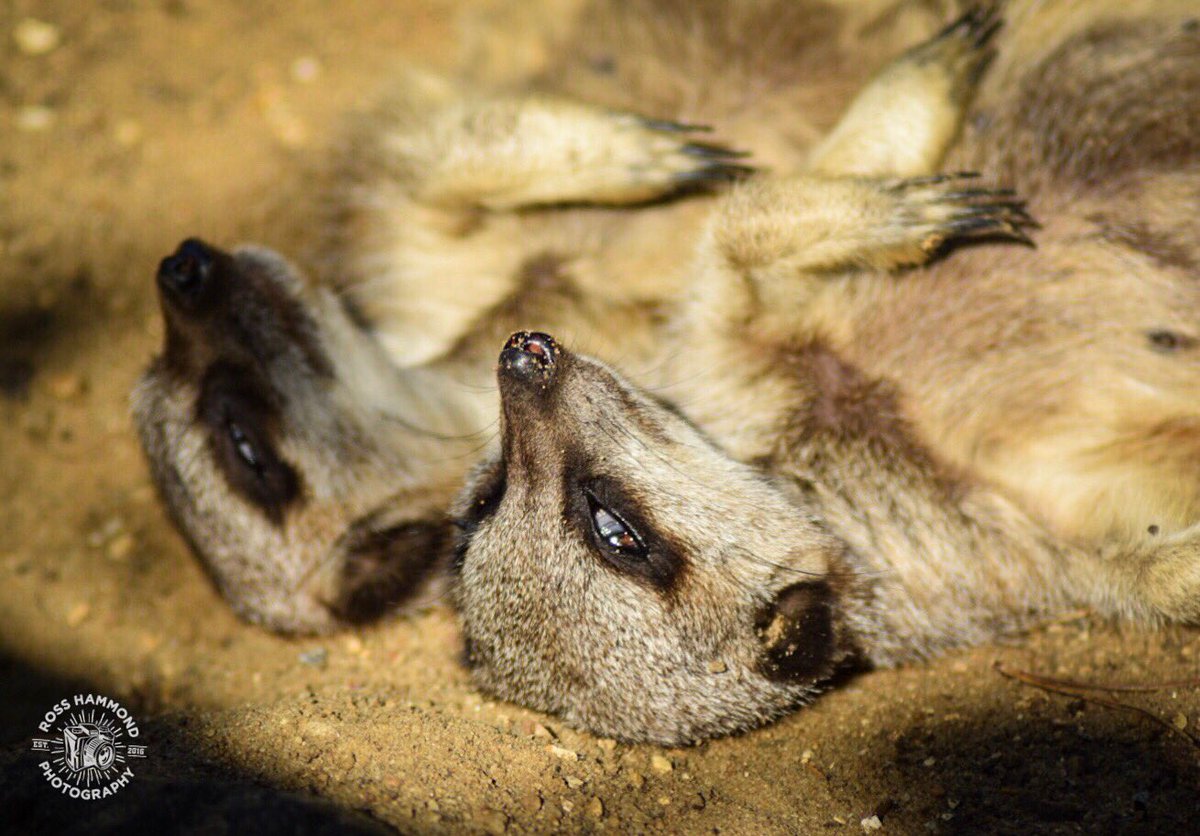 RHPicture's tweet photo. Great day at @banhamzoo today taking some photos. 

#photography #photographer https://t.co/dP5y4Ud5ex