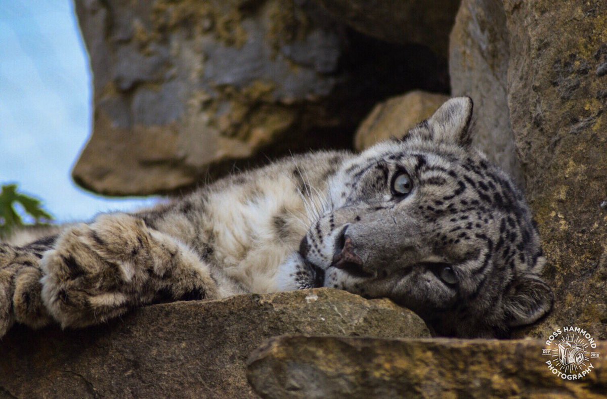 RHPicture's tweet photo. Great day at @banhamzoo today taking some photos. 

#photography #photographer https://t.co/dP5y4Ud5ex