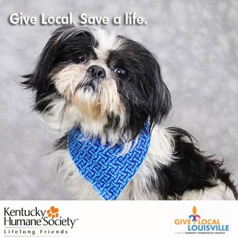 kyhumane's tweet image. There's only 30 minutes to #GiveLocalLouisville &amp;amp; @kyhumane needs you! Help us, help them. bit.ly/1KEHQIO