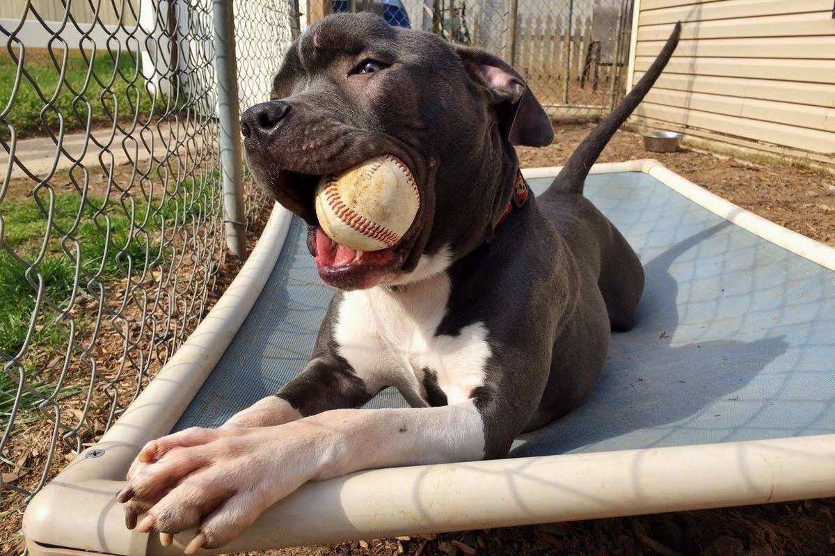 RockandRawhide's tweet image. Clark Kent💋 @Foster_Dogs who sponsored his adoption fee &amp;amp; promoted him! If u want to foster a pet reach out to them!