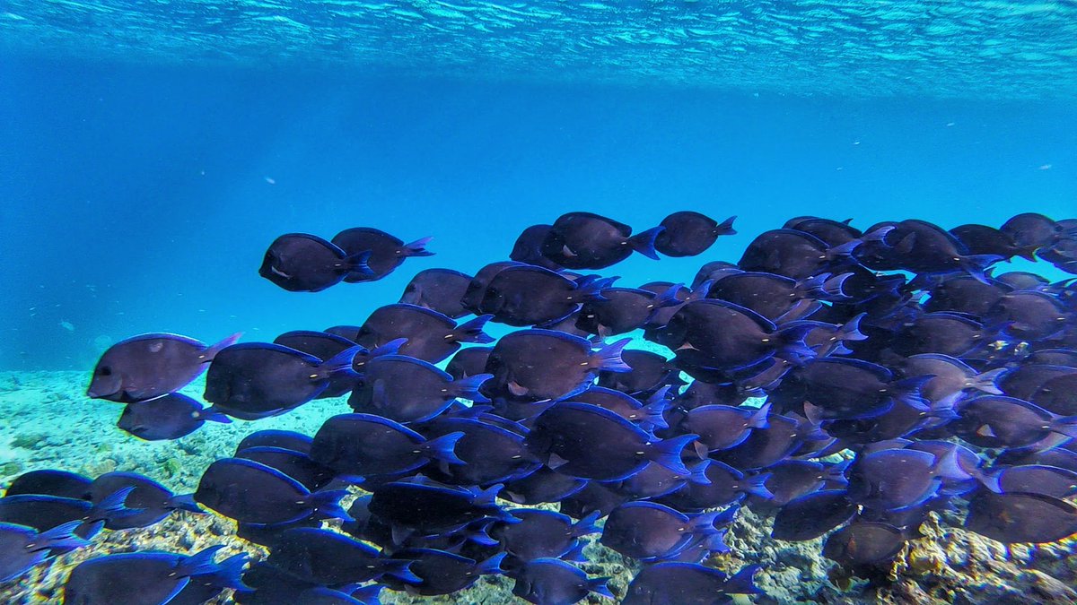 Pirate_Patrick's tweet photo. Snappers are red
these tangs are blue
Ti Amo beach
I want to go back to U!
#bonairebucketlist #delta @BonaireTourism https://t.co/jJ6hSvPVky
