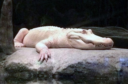calacademy's tweet photo. HAPPY 21st HATCHDAY CLAUDE! With love from us humans, your snapping turtle roomies, &amp; your favorite heated rock 🎉🎂🎁 https://t.co/2lK9wZ7Dvh