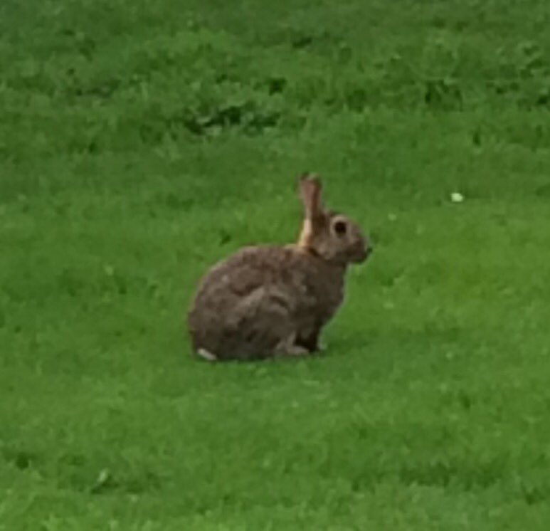 sumBunny2luv's tweet photo. Wildlife! X https://t.co/tqZLtiQWWY