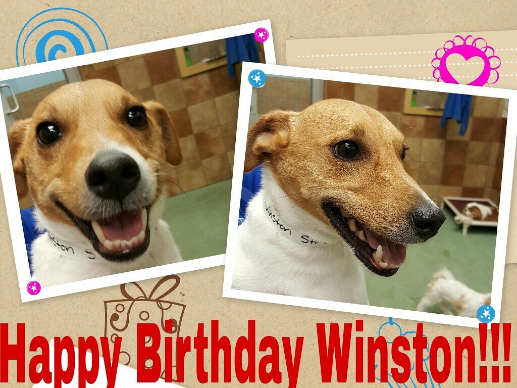 Happy 3rd Birthday Winston!!!
