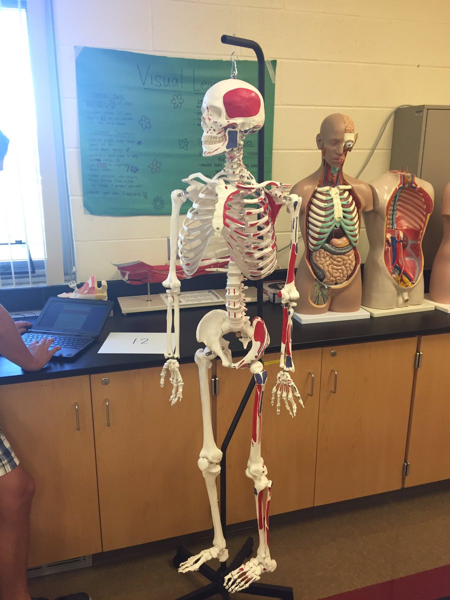 Anatomy Physiology Lab Practical Anatomy | Hot Sex Picture