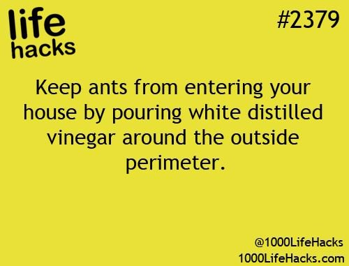 DesertWeb_Ext's tweet image. Once we solve your ant problem, prevent ants from coming into your house ever again! #LifeHack #PestControl #Ants