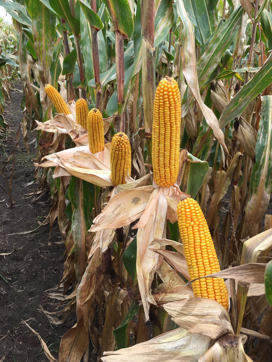 NEIAAgron's tweet photo. #P1151AM laughs at the thought of nosed back corn! #YieldHero #harvest16 https://t.co/LuLSvsFasN