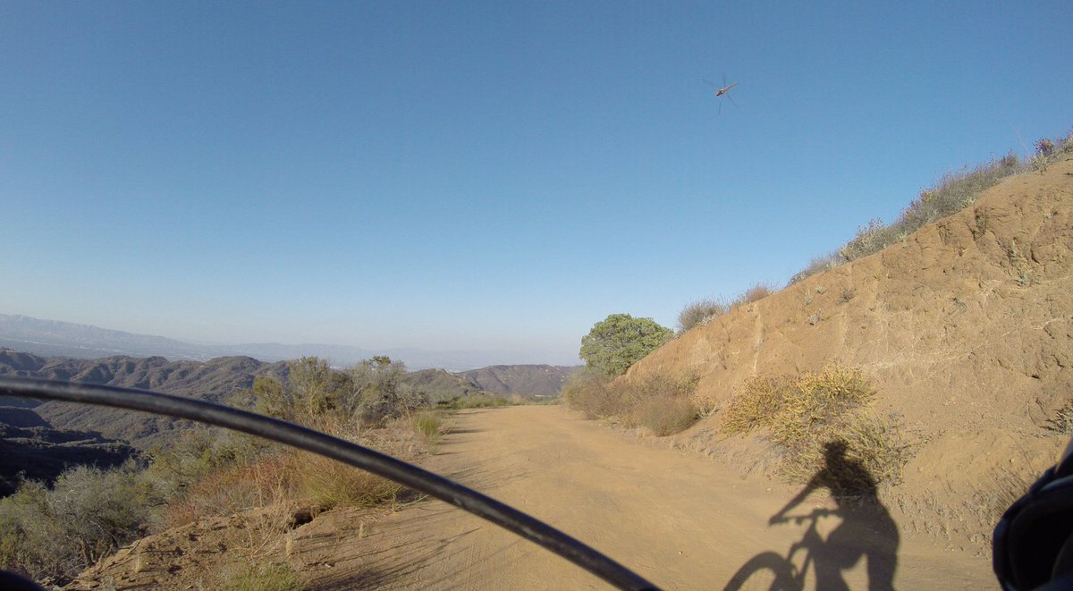 Scot_2O's tweet photo. This bug looks like a helicopter. 🚁. 🚵 📷 #GoPro #Hero3Plus #MTB https://t.co/XtP5ipTDWD