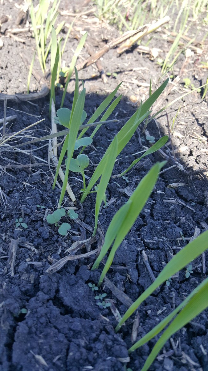 HenryNyhof's tweet photo. Fast growth on oats, #bullseyeradish and #barkant turnip. Late fall grazing for the herd of #beef https://t.co/sxq6N489VI