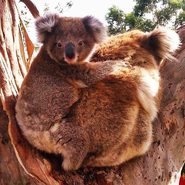 LiamB28's tweet photo. Finally found some wild Koalas! Managed to get a quick snap of this mother and her child 🇦🇺😍 #travel #koala https://t.co/n6AeqM5QEq