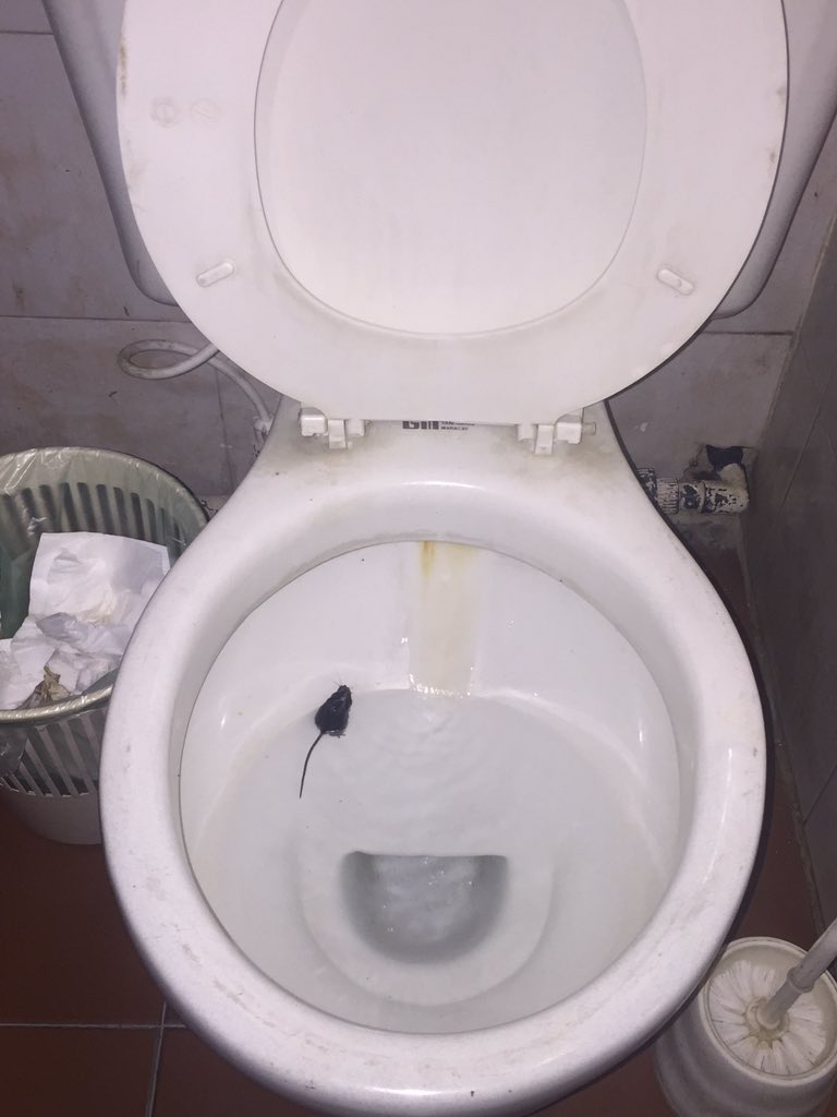 aafumigaciones (@aafumigaciones) on Twitter photo 