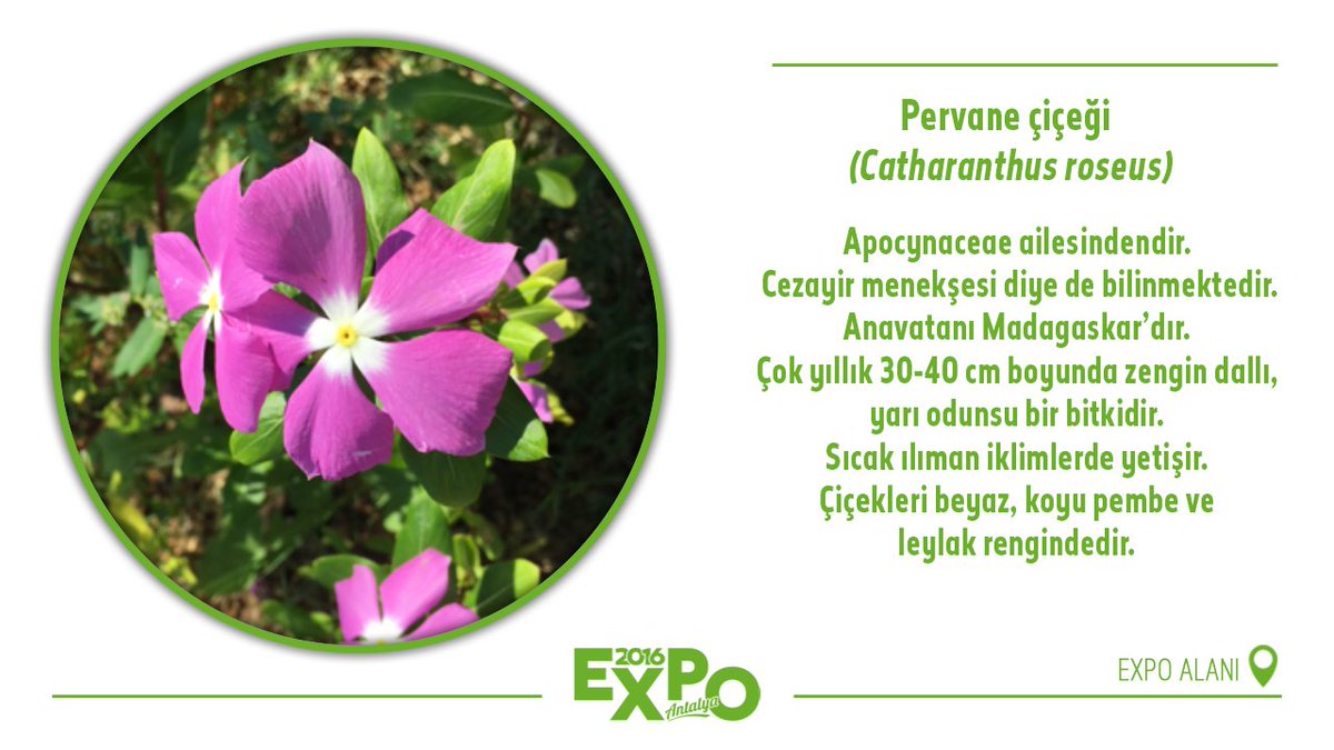 expo2016antalya's tweet image. Anavatanı Madagaskar olan Pervane çiçeği EXPO'da.

#EXPO2016Antalya