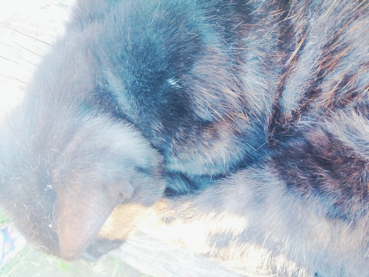 truskawkowyryz's tweet image. Po co mi #mojcrush skoro mam #mojkot