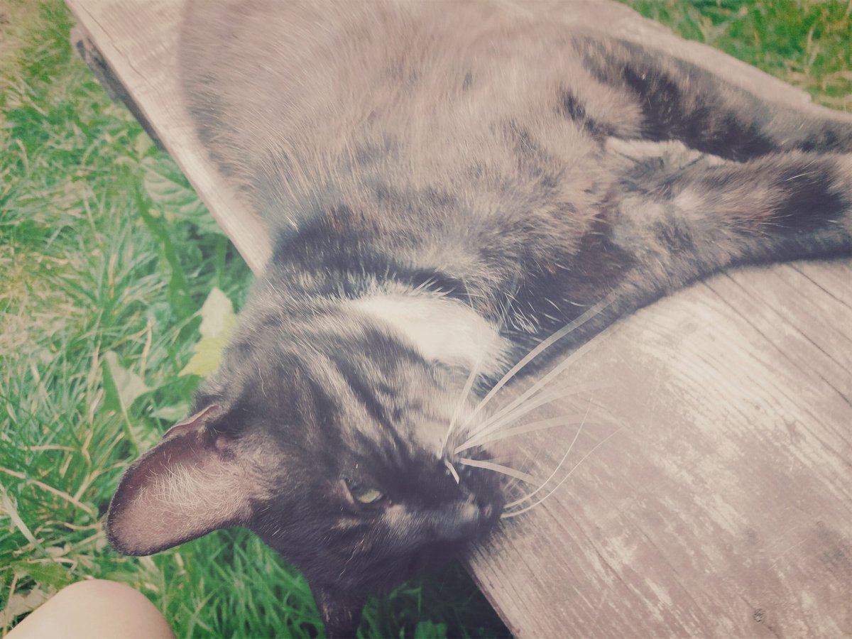 truskawkowyryz's tweet image. Po co mi #mojcrush skoro mam #mojkot