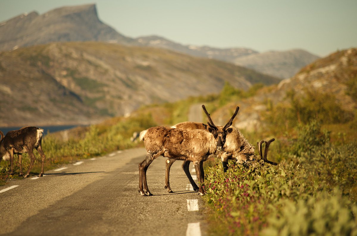 #Lytring - neste uke på Mo. Utmarka som spiskammers - utgått på dato? facebook.com/events/6490245… med <a href="/CamillaRisvoll/">Camilla Risvoll</a>