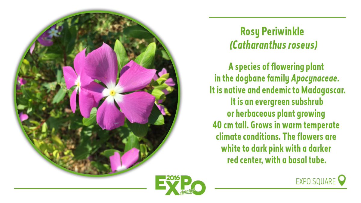 expo2016antalya's tweet image. Endemic to Madagascar, Rosy Periwinkle at EXPO.

#EXPO2016Antalya