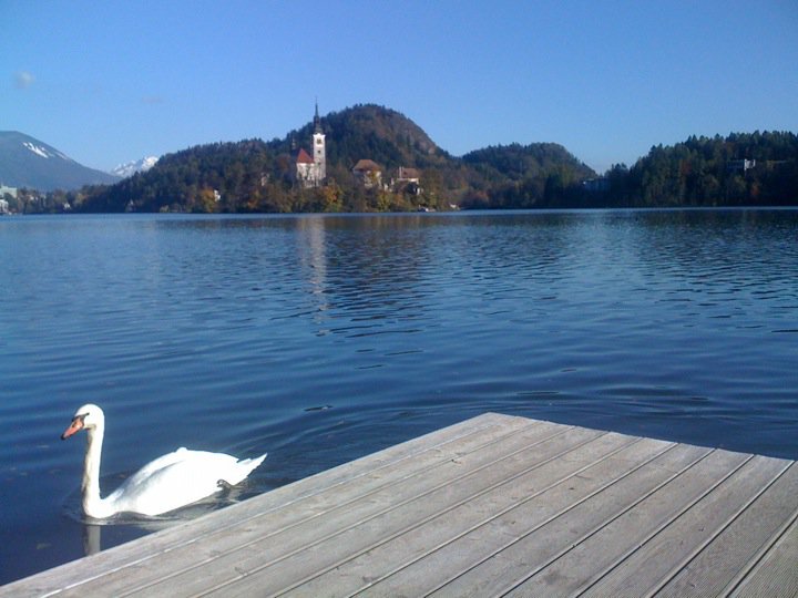 Sloveniansun's tweet photo. "Het Zwanenmeer" ○○○ - #Bled #jezero #lake #sLOVEnia #realestatesearch https://t.co/o3Sy6Nn9zH #2discover https://t.co/WqzikMPOlY