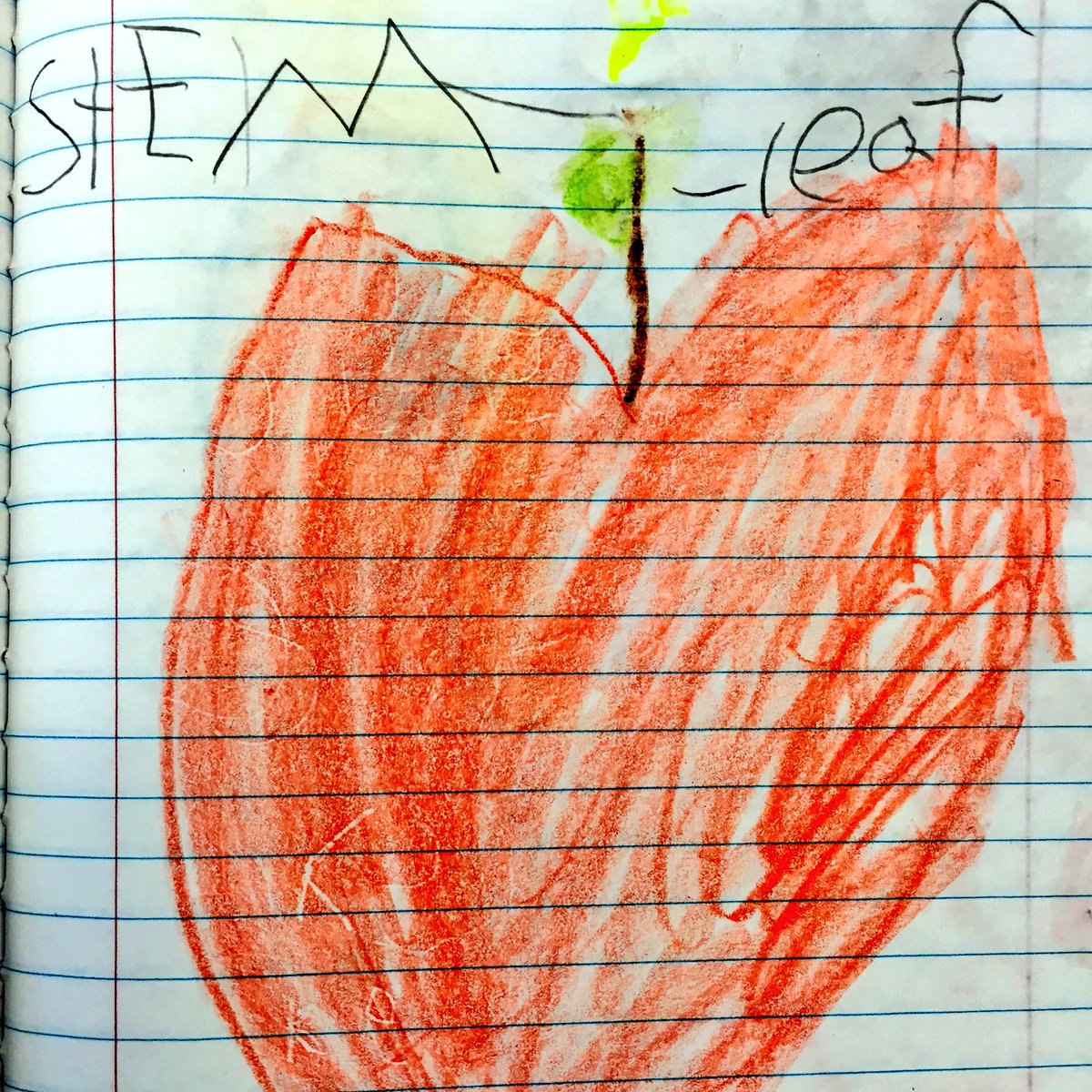 ms_dinardo's tweet photo. @MillsRiverSch we are learning all about apples and how to label pictures! #THEplacetobe #applesaredelicious https://t.co/Xm2NNKIjHt