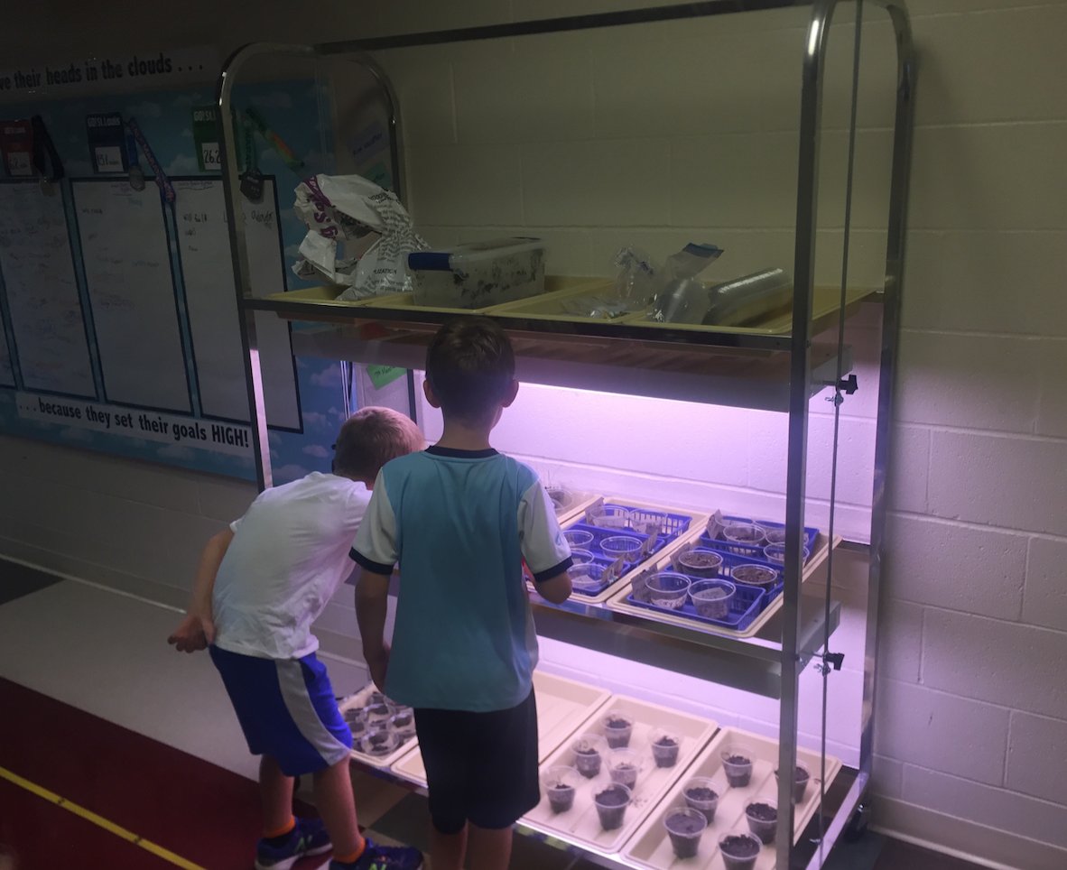students in <a href="/jen_bartin/">Jen Bartin</a>’s class checking out their plant experiments <a href="/keysorpride/">Keysor Elem School</a> <a href="/kwoodschools/">Kirkwood School Dist</a>