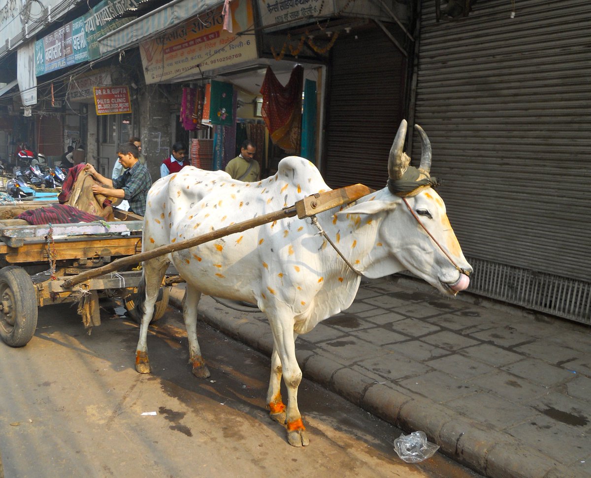 Looking back on our inspirational travels through India today. #TBT  #India #inspiration #Marjorieskouras #msdesign