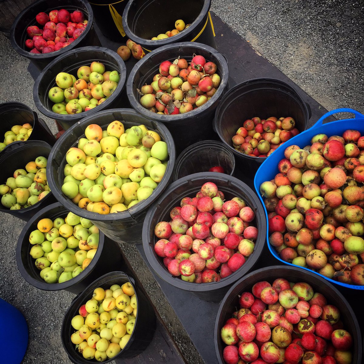 #apples all day long! Yes please 😄 looking forward to the rest of the day • Great Day to be a #cider maker