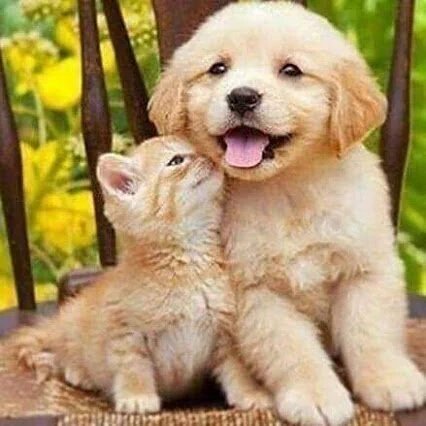 singtoo_andy tweet picture
