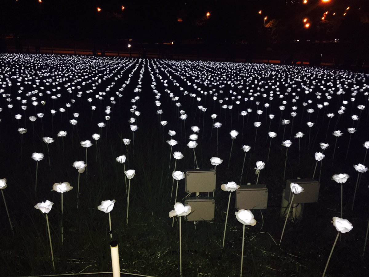 ShieHamid's tweet photo. Nah kak long belanja satu gambar. Hehe #LEDroses #lightsensation #maeps https://t.co/xO0BrE58v3