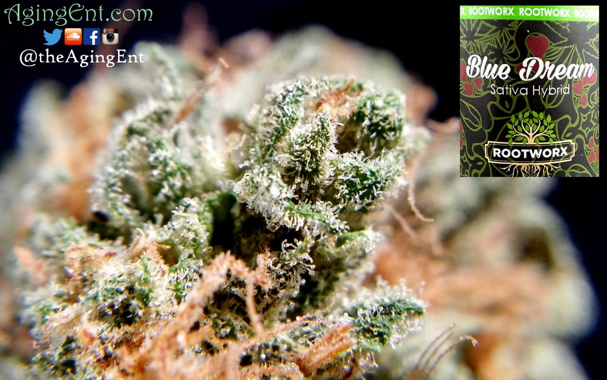 #Presidential #BlueDream - you cna get @rootworxllc at <a href="/High5Cannabis/">High 5 Cannabis</a> #stonernation 

agingent.com/2016/02/blue-d…