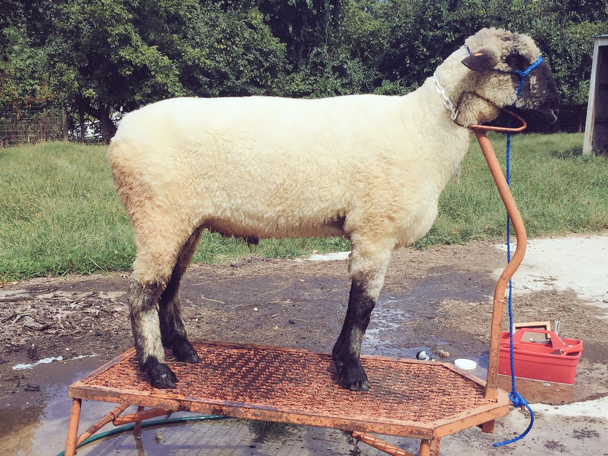 Bynjammin's tweet photo. Not bad for 1st time unsupervised by @whatawenner. Moving in to #DelCoFair tomorrow! @delawarefair @VnomKing_Captin https://t.co/VAgOPBh11p