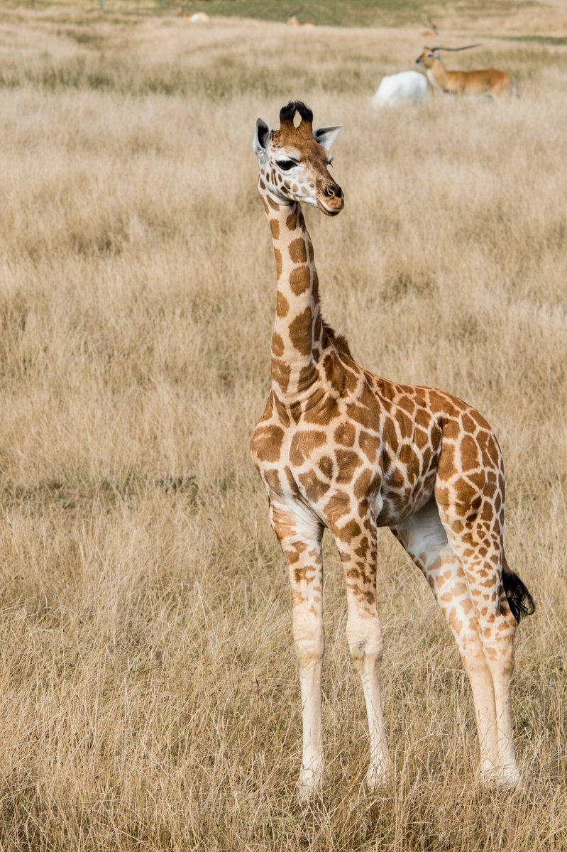 jimmihendrix1's tweet photo. #portlympnewildanimalpark #giraffe #aspinalfoundation #babygiraffe https://t.co/6XbLpn2eoh