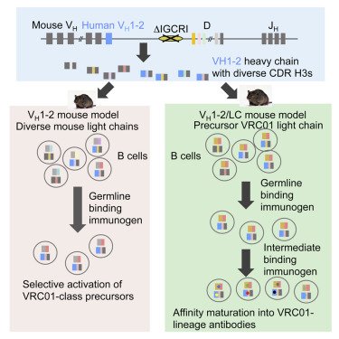 STEMCELLTech's tweet photo. New @CellCellPress : mouse model to help design and assess HIV-1 vaccination strategies https://t.co/OeSI0LAPFq https://t.co/SEGzF0ngLw